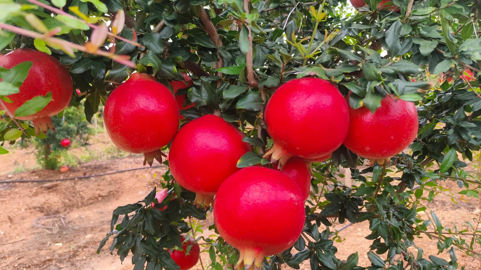 Pomegranate thumbnail 2