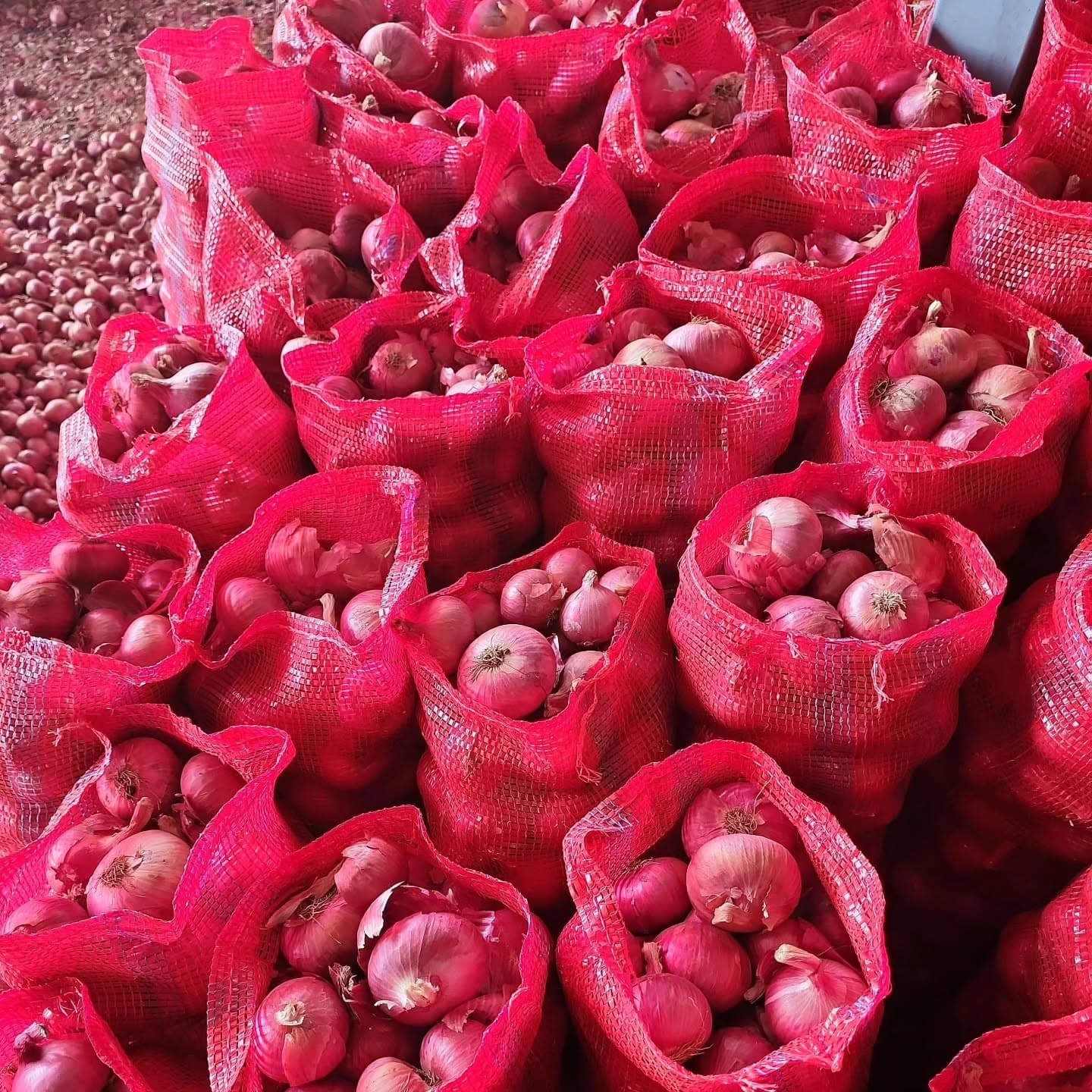 Red Onion thumbnail 2
