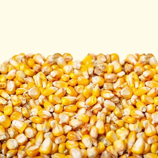 Corn — Whole Kernels, exported by Mozi Exim from Gujarat, Karnataka, Madhya Pradesh, India