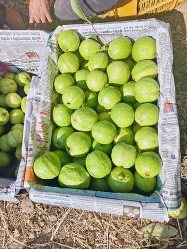 Guava — Allahabad Safeda, Lalit, exported by Mozi Exim from Uttar Pradesh, India
