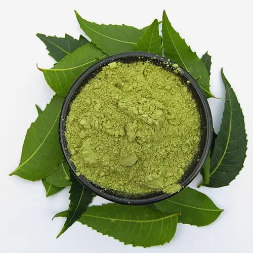 Neem Leaves & Powder — Dried Leaves & Leaf Powder, exported by Mozi Exim from Gujarat, Rajasthan, India